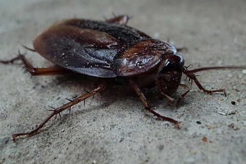 How To Pinpoint The Hidden Indoor Spaces Where Cockroaches Are Congregating, And How They Can Be Flushed Out And Eliminated