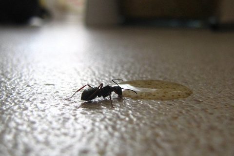 Top 3 Pests You’ll Find in Your Houston Home