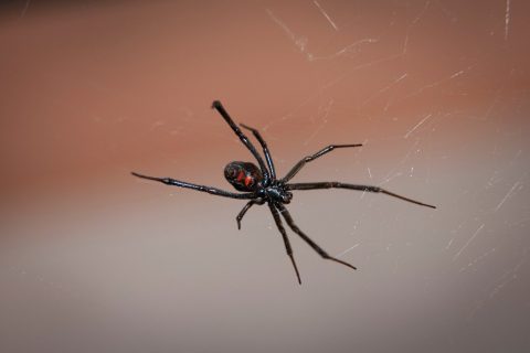 Which Arachnid Species Are Considered Indoor Pests