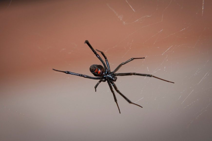 Which Arachnid Species Are Considered Indoor Pests