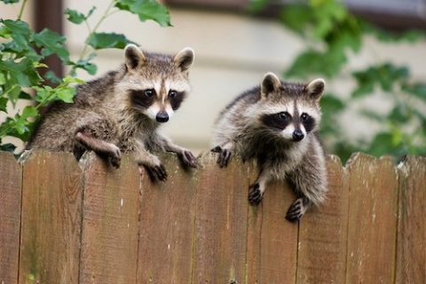 GOT RACCOONS? LEAVE TRAPPING TO THE PROFESSIONALS