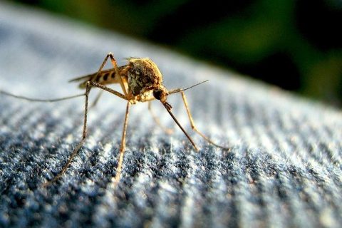 Tips for Protecting Yourself Against Mosquito Bites