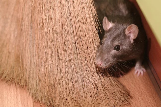 HOW A MICE INFESTATION CAN AFFECT YOUR HEALTH
