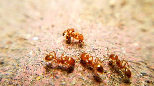 Treating A Fire Ant Sting