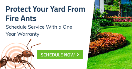Which Ant Species Invade Houston Homes To Seek Out Food Sources, And Are Any Of These Species Medically Or Structurally Harmful?