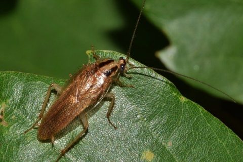 Understanding and Controlling Cockroaches