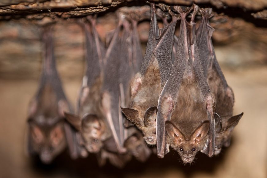 15 THINGS YOU DIDN’T KNOW ABOUT BATS