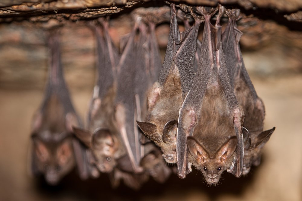 15 Things You Didnt Know About Bats