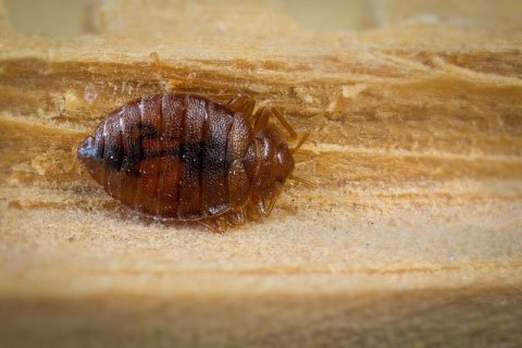Are Bed Bugs Officially Recognized As A Public Health Threat, And How Can Bed Bugs Be Medically Harmful?