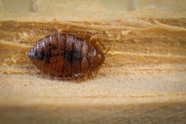 Are Bed Bugs Officially Recognized As A Public Health Threat, And How Can Bed Bugs Be Medically Harmful?