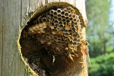 3 Reasons Why You Should Call a Professional for Bee Infestations