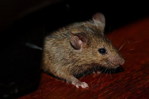 HOUSTON RODENT CONTROL! TIPS FOR RODENT PROOFING YOUR HOME