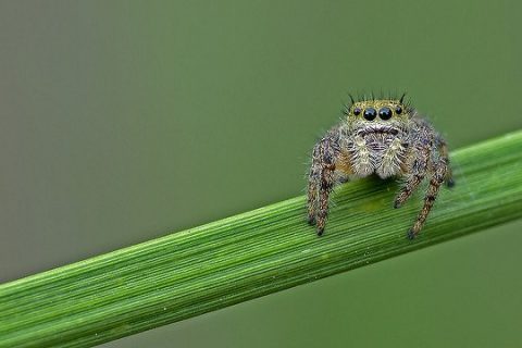Spiders Near Houston To Be Aware Of