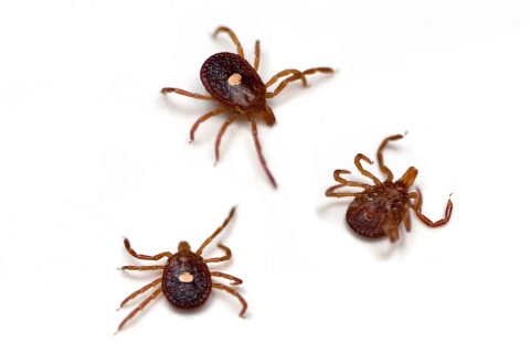 A Guide To The Various Tick Species