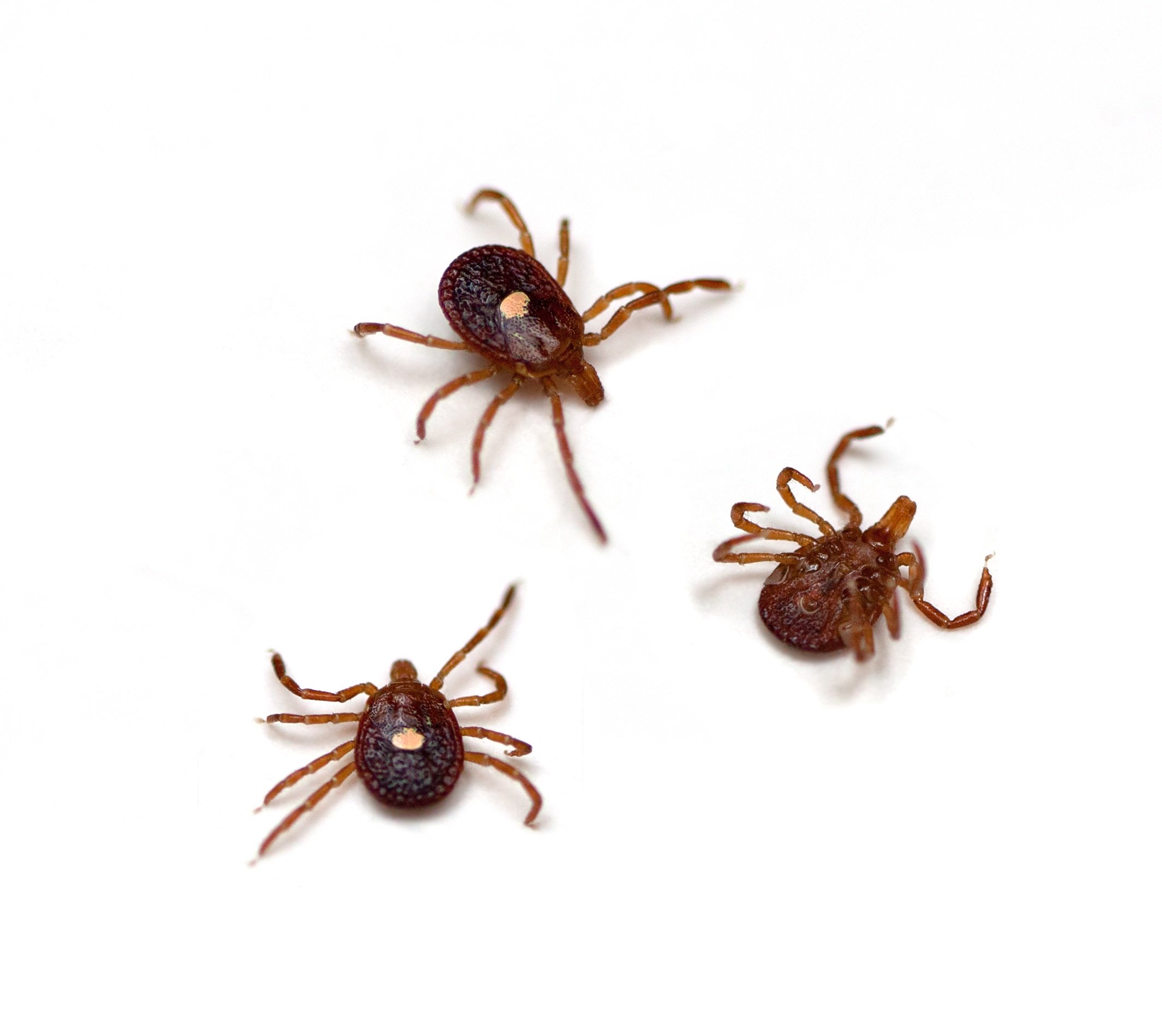 Lone Star Ticks are on the Rise
