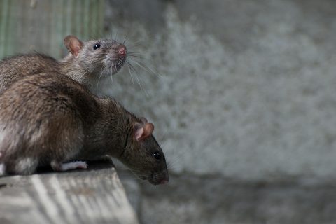 The Different Species Of Rats In The US
