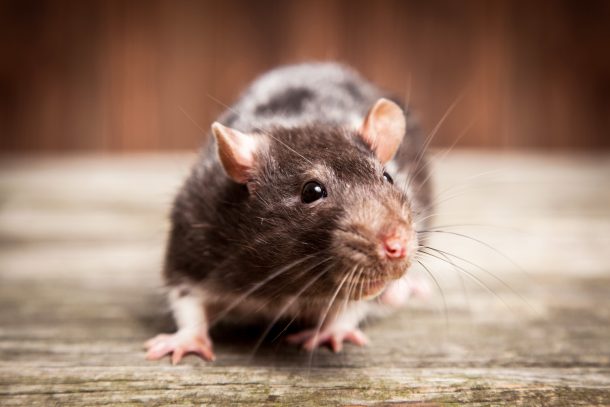 do-mice-go-upstairs-during-an-infestation-houston-mouse-control-experts