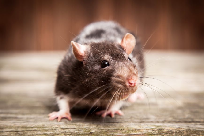 House Mice And Pet Food