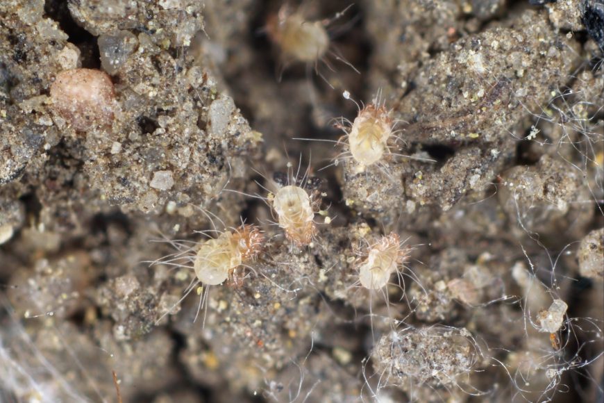 Microscopic Pests: Harmful Bugs Hiding in Plain Sight