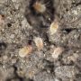 Microscopic Pests: Harmful Bugs Hiding in Plain Sight