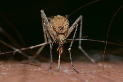 How To Mosquito-Proof Your Yard
