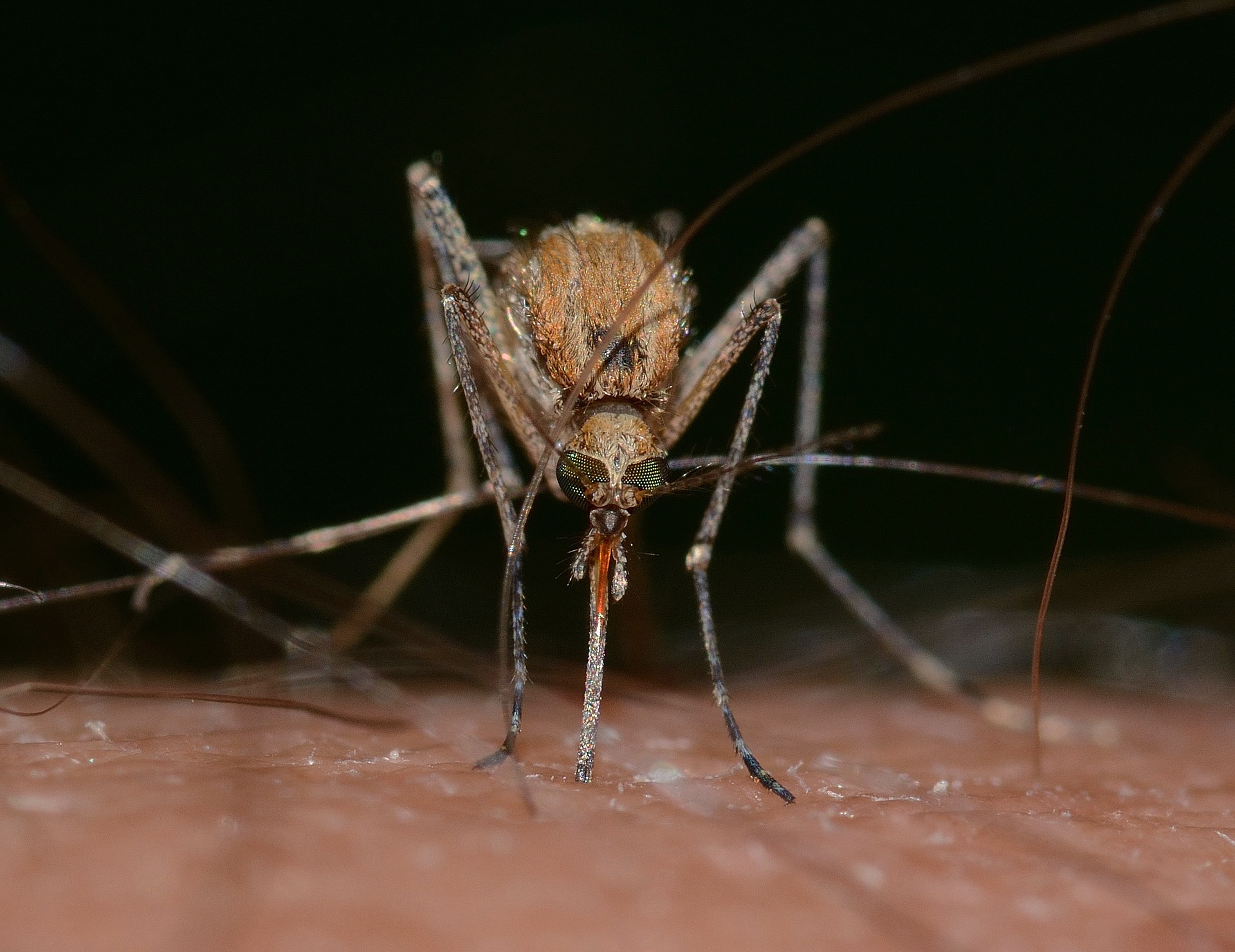 How To Mosquito Proof Your Yard