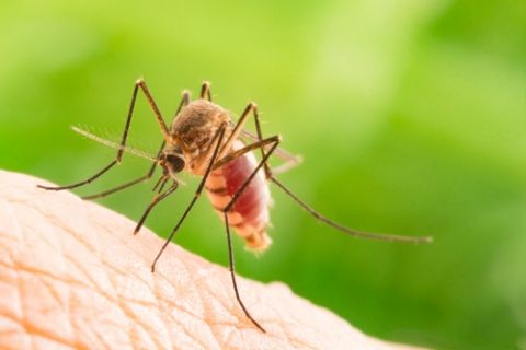 Do Mosquitoes Like You More?