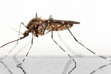 mosquito-83639_640