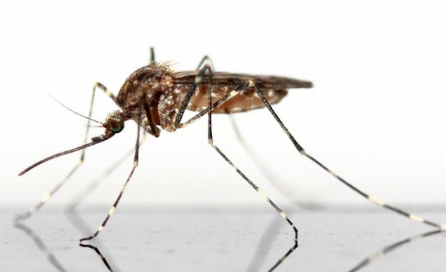 5 Facts You Didn’t Know About Mosquitoes