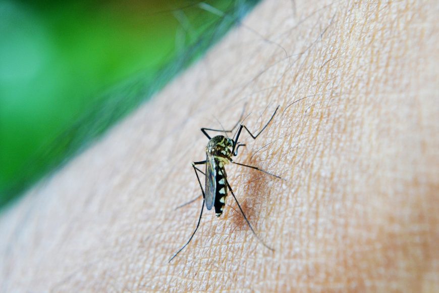 Debunking Mosquito Myths