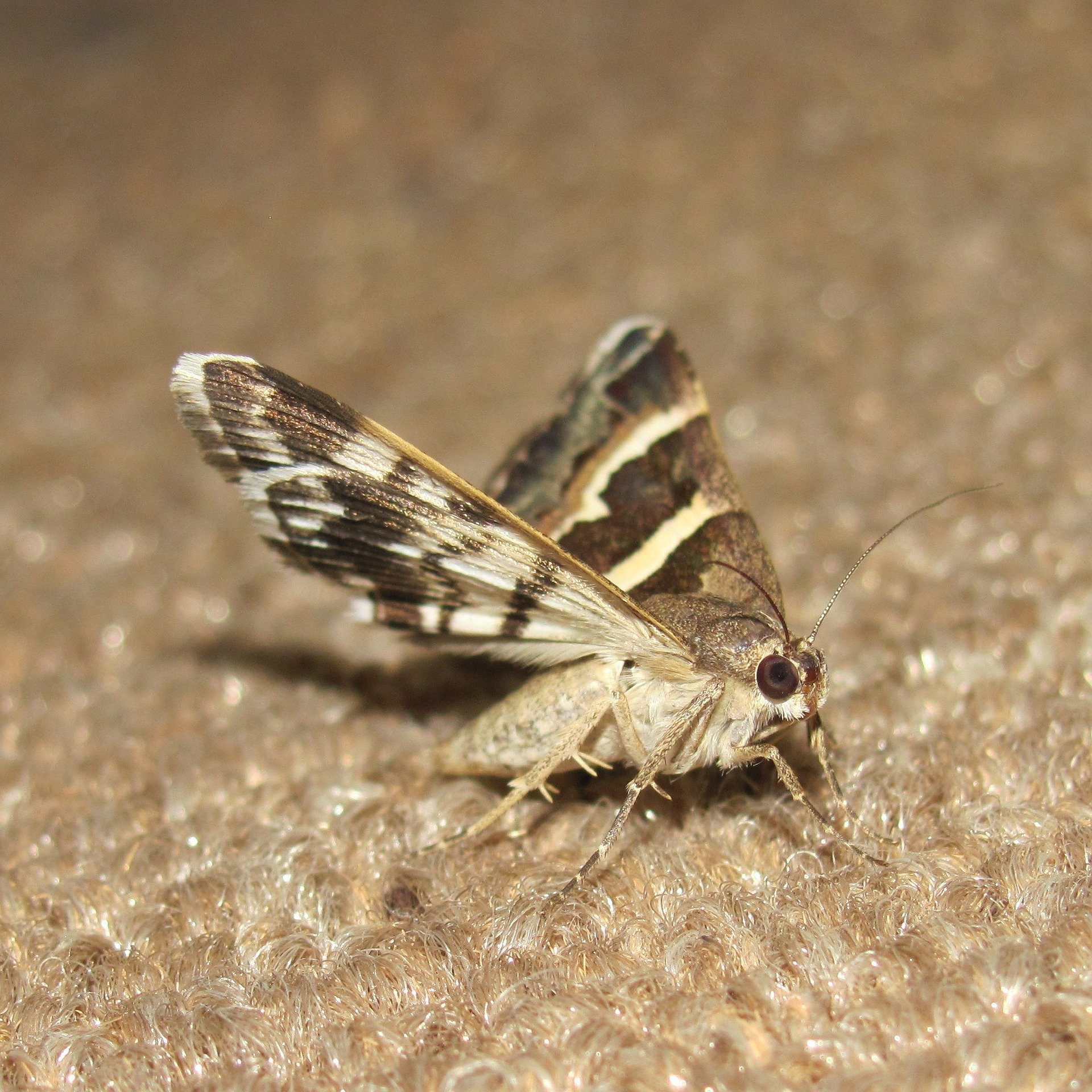 Blog - What To Do About Moths In Your Houston Closet