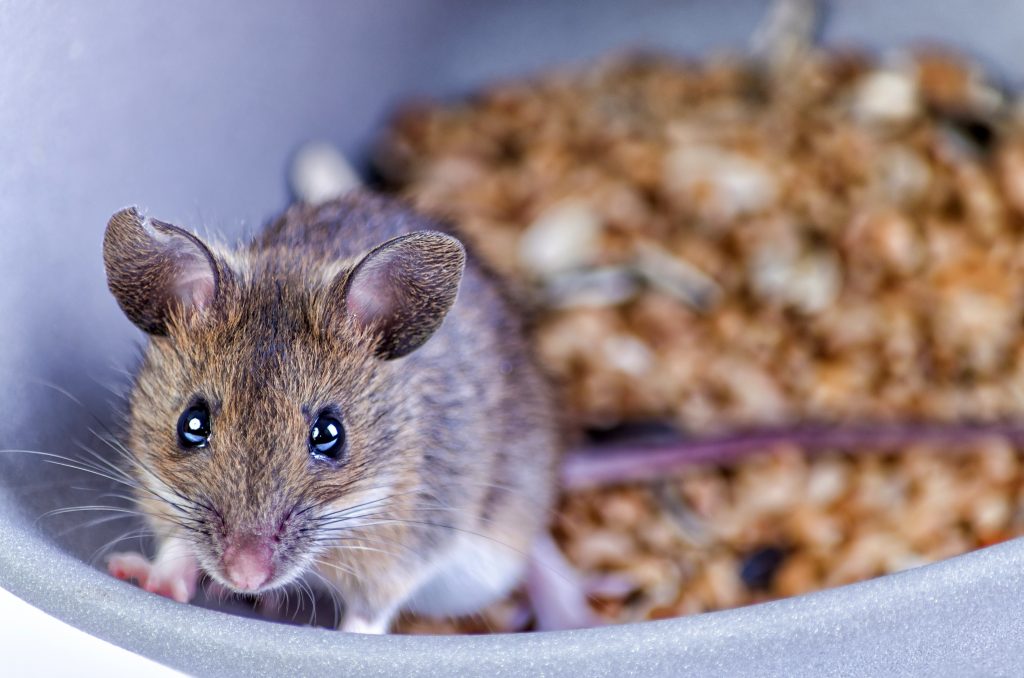 What Attracts Mice To Your Houston Home 