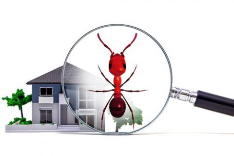 4 Reasons You Shouldn’t Do Your Own Houston Pest Control