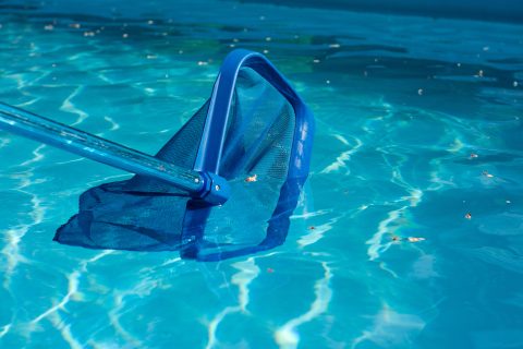 Pest-Proofing Your Pool