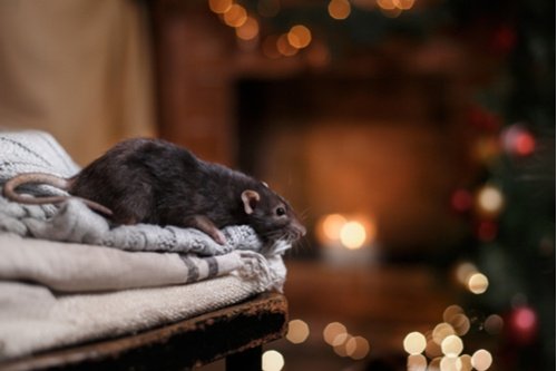 HOW TO KEEP YOUR HOME PEST FREE FOR THE HOLIDAYS