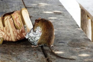 rat-infestation-damage