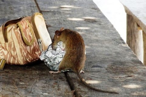 THE COSTLY DAMAGE ASSOCIATED WITH RODENTS IN YOUR HOME