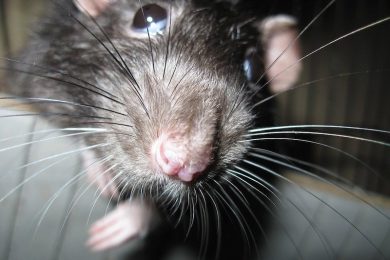 rat-infestation-signs
