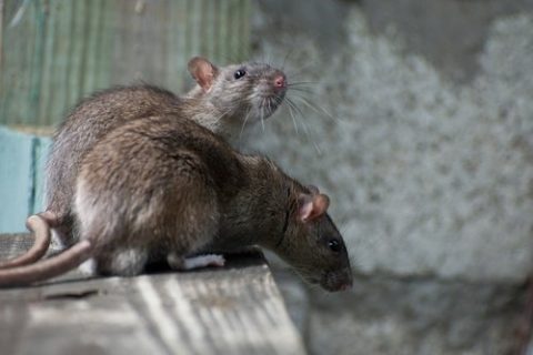 GET RID OF RATS!