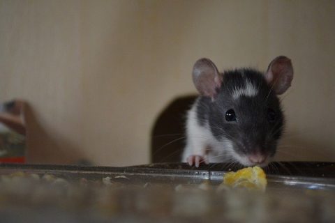 7 FACTS YOU DIDN’T KNOW ABOUT MICE