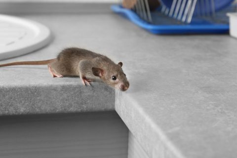 The Most Common Home-Invading Rodent Pests In Houston