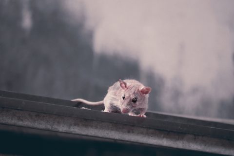 PREVENTING AND REMOVING ROOF RATS FROM YOUR ATTIC