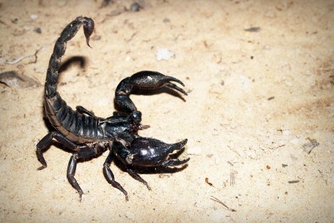 Staying Safe from Summer Scorpions