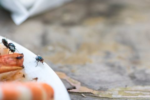 Shoo Fly, Don’t Bother Me: Why Do I Have So Many Flies in my House?