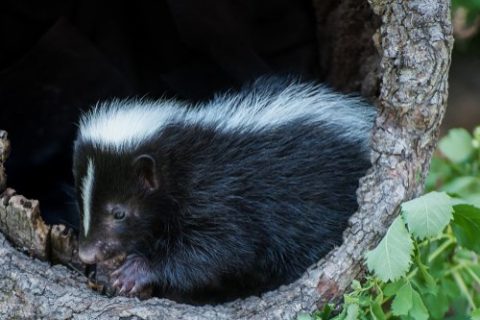 WHAT REALLY WORKS TO GET RID OF SKUNK ODOR?