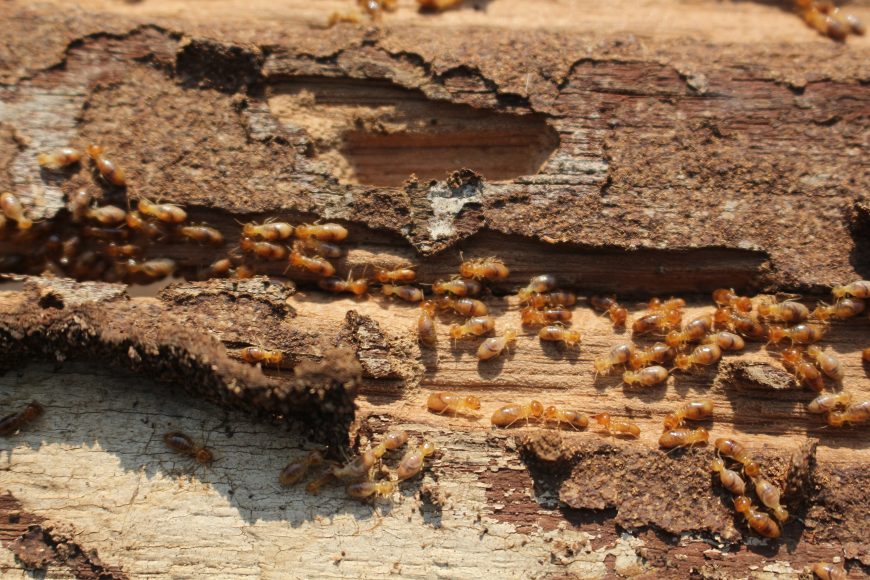 Spring Is The Beginning Of The Termite Season | Houston Termite Control Company