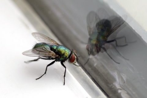 HOW TO KEEP FLIES OUT OF THE OFFICE