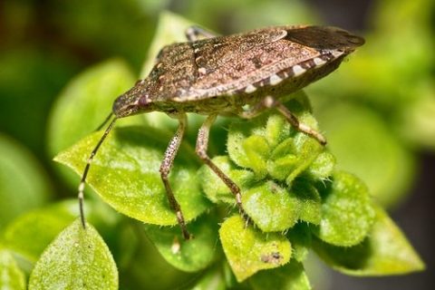 Why You Shouldn’t Squish a Stink Bug