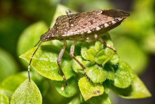 Why You Shouldn’t Squish a Stink Bug