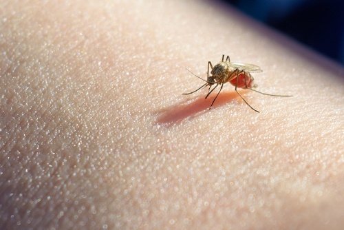 Preparing Your Business for Mosquito Season